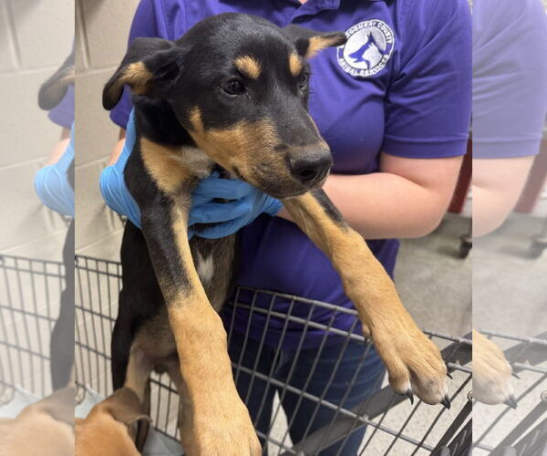 Medium Photo #1 Black Mouth Cur Puppy For Sale in Conroe, TX, USA