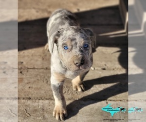 Catahoula Leopard Dog Puppy for sale in MORAN, MI, USA