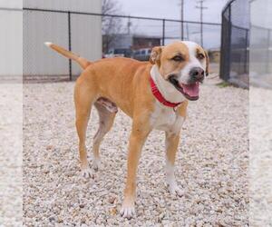 Labrador Retriever-Unknown Mix Dogs for adoption in Waco, TX, USA