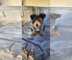 Small Photo #5 Yorkshire Terrier Puppy For Sale in CO SPGS, CO, USA