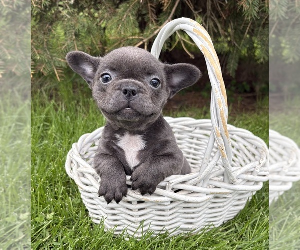 Medium Photo #4 French Bulldog Puppy For Sale in MIDDLEBURY, IN, USA