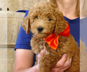 Goldendoodle (Miniature) Puppy for sale in ROY, UT, USA