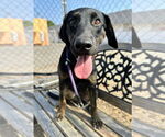 Small #1 Labrador Retriever Mix