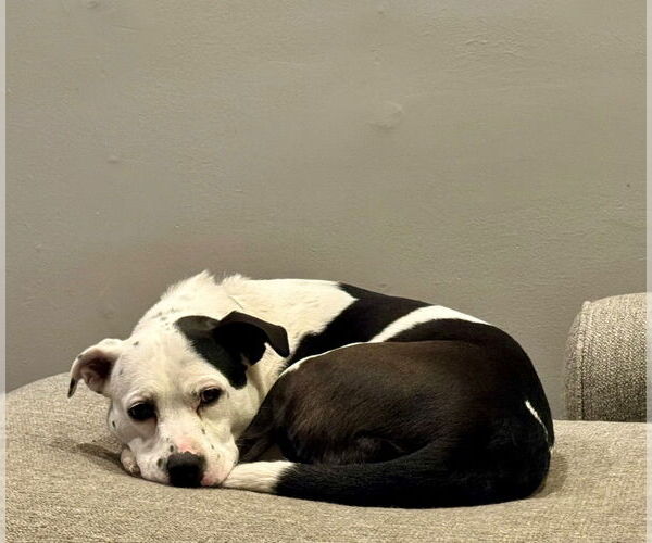 Medium Photo #8 Mutt Puppy For Sale in Canton, CT, USA