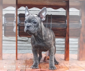 French Bulldog Puppy for sale in HOLLYWOOD, FL, USA