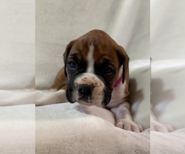 Medium Photo #3 Boxer Puppy For Sale in ALLEGHENY, PA, USA