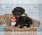Small Photo #1 Australian Shepherd-Poodle (Toy) Mix Puppy For Sale in SANGER, TX, USA