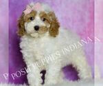 Small Photo #58 Poodle (Toy) Puppy For Sale in WARSAW, IN, USA