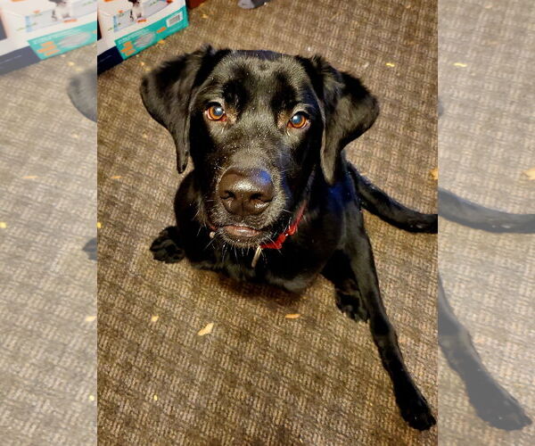 Medium Photo #14 Labrador Retriever Puppy For Sale in Brooklyn Center, MN, USA