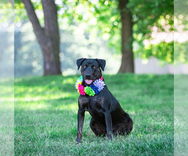 Medium Photo #3 Labrador Retriever-Unknown Mix Puppy For Sale in Unionville, PA, USA
