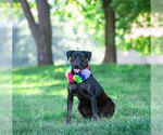 Small #2 Labrador Retriever Mix