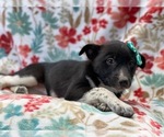 Small Photo #12 Australian Cattle Dog-Border Collie Mix Puppy For Sale in LAKELAND, FL, USA