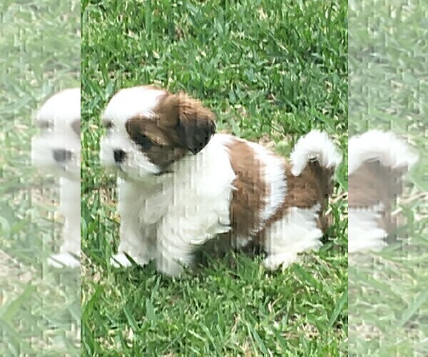 Medium Photo #4 Shih Tzu Puppy For Sale in MC KINNEY, TX, USA