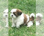 Small Photo #4 Shih Tzu Puppy For Sale in MC KINNEY, TX, USA