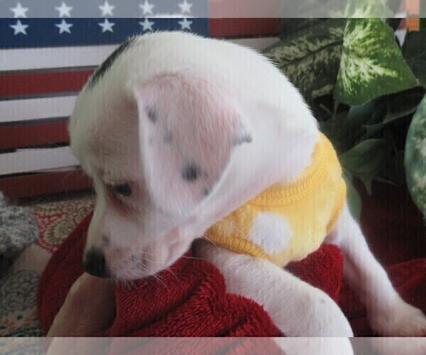 Medium Photo #5 Chi-Corgi Puppy For Sale in SAINT ALBANS, WV, USA