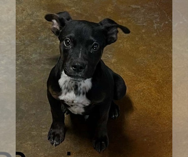 Medium Photo #11 Mountain Cur-Unknown Mix Puppy For Sale in Rockaway, NJ, USA