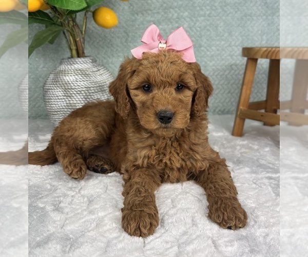 Medium Photo #1 Goldendoodle (Miniature) Puppy For Sale in FRANKLIN, IN, USA