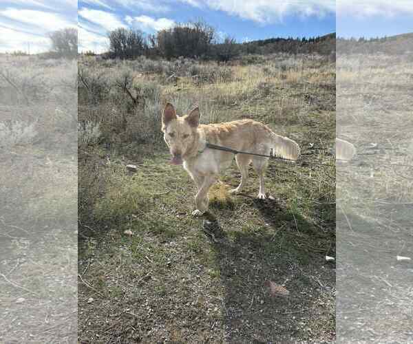 Medium Photo #3 Retriever -Unknown Mix Puppy For Sale in Sandy, UT, USA