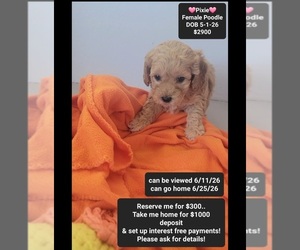 Poodle (Toy) Puppy for sale in TUCSON, AZ, USA