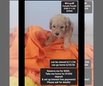 Image preview for Ad Listing. Nickname: Pixie