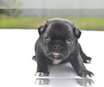 Small #3 Pug