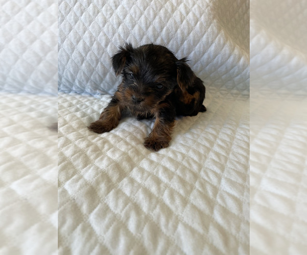 Full screen Photo #10 Yorkshire Terrier Puppy For Sale in ORLANDO, FL, USA