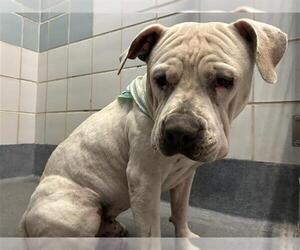 American Staffordshire Terrier-Unknown Mix Dogs for adoption in San Antonio, TX, USA
