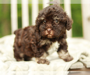 Schnoodle (Miniature) Puppy for sale in LAKEVILLE, OH, USA