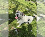 Small #1 Jack Russell Terrier Mix