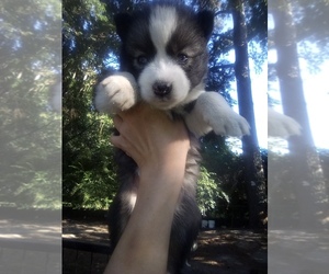 Siberian Husky Puppy for sale in FLORENCE, SC, USA