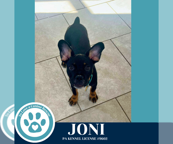 Medium Photo #2 French Bulldog-Unknown Mix Puppy For Sale in Kimberton, PA, USA