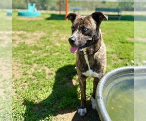 Huskies -Labrador Retriever Mix Dogs for adoption in Louisville, KY, USA