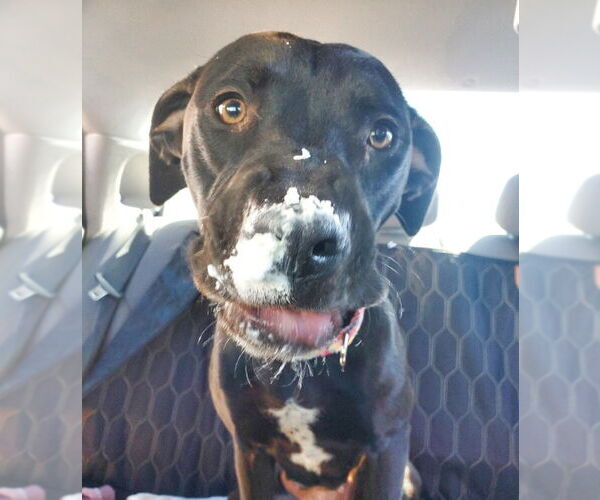 Medium Photo #4 Boxer-Unknown Mix Puppy For Sale in Candler, NC, USA