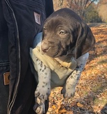 German Shorthaired Pointer Puppy for sale in MACON, MO, USA