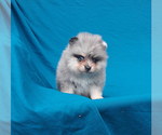 Small Photo #12 Pomeranian Puppy For Sale in PALM BCH GDNS, FL, USA