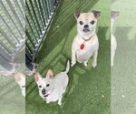 Small #7 Chihuahua Mix