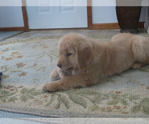 Medium Photo #9 Golden Retriever Puppy For Sale in MECHANICSVILLE, MD, USA