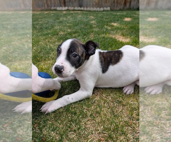 Medium Photo #3 Mutt Puppy For Sale in Lakewood, CO, USA