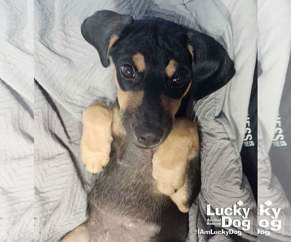 Medium Photo #5 Dachshund-Unknown Mix Puppy For Sale in Washington, DC, USA