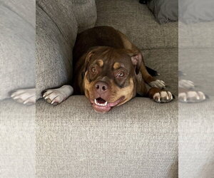 Mutt Dogs for adoption in Brewster, NY, USA
