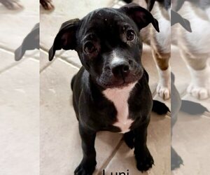 Pug-Staffordshire Bull Terrier Mix Dogs for adoption in Cave Creek, AZ, USA