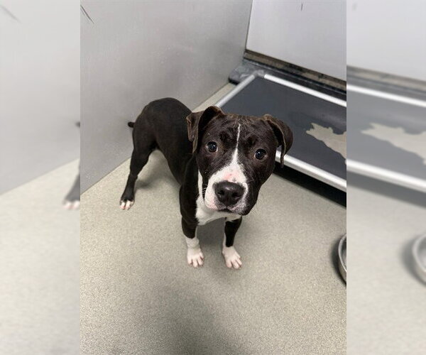 Medium Photo #1 Mutt Puppy For Sale in Fayetteville, NC, USA