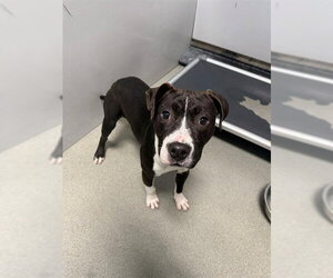 Mutt Dogs for adoption in Fayetteville, NC, USA