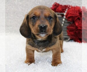 Dachshund Puppy for sale in STANLEY, WI, USA