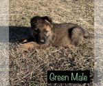 Small Photo #1 German Shepherd Dog Puppy For Sale in DEPEW, OK, USA