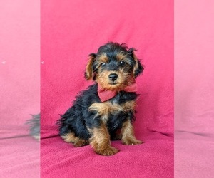 YorkiePoo Puppy for sale in QUARRYVILLE, PA, USA