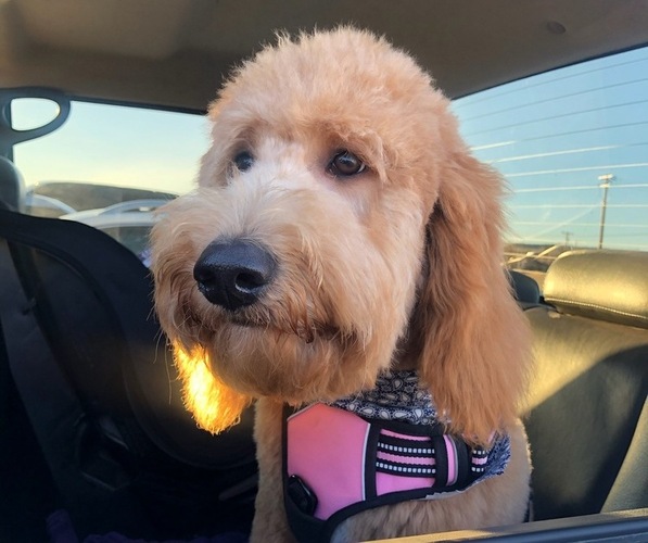 Medium Photo #1 Goldendoodle Puppy For Sale in ALTURAS, CA, USA