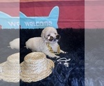 Small #4 Golden Retriever