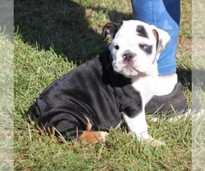 Bulldog Puppy for sale in MARSHFIELD, MO, USA