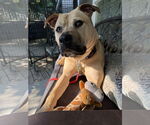 Small #10 American Pit Bull Terrier-Bulldog Mix